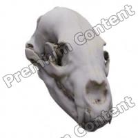Skull Monkey Base 3D Scan